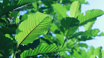 Fresh green kratom leaves on tree. Closeup of kratom leaf structure (Mitragyna speciosa) Thai herbal plant on tree outdoors with blurred green plants background with copy space. Selective focus