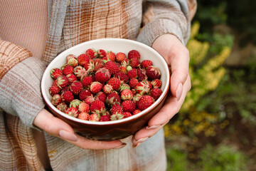 wild strawberries in a bowl. Harvest. Outdoor