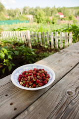 wild strawberries in a bowl. Harvest. Outdoor