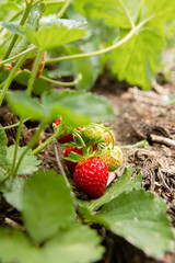strawberries close-up in the garden