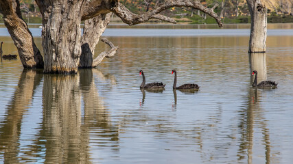 Black swans gliding across the tranquil waters of the Murray River surrounded by natural beauty in South Australia