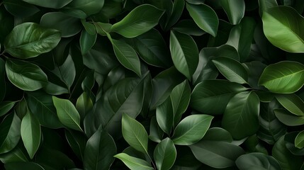Lush green leaves create a vibrant natural background for relaxation and tranquility
