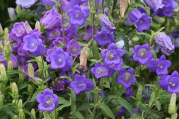 Flower Purple-24