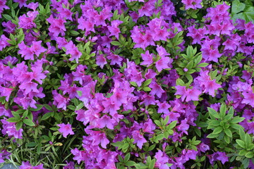 Flower Purple-23