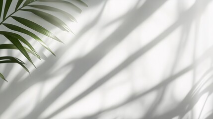 Palm Leaf Shadows on White Background