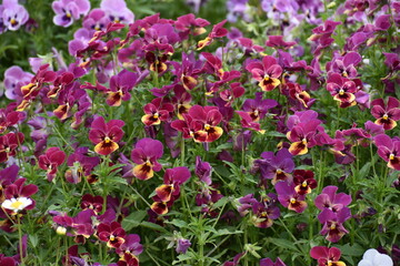 Flower Purple-21