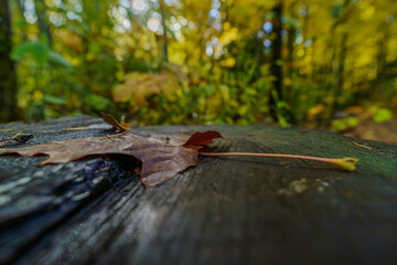 closeup of leaf on a log after rain background blur