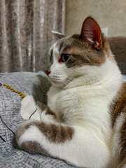 Profile of a cat lying on a bed.
A clean domestic cat lies on its owner's bed.