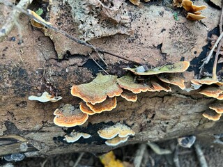 fungus on tree trunk