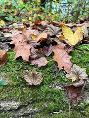 autumn leaves in the forest