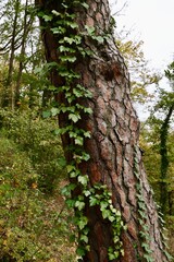 tree trunk with Ivey