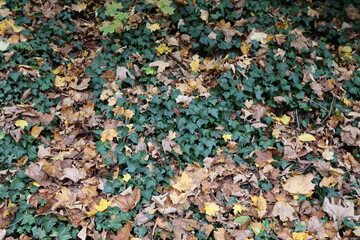 Ivey on brown leaves  on the groundbackground