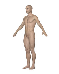 Male Human Body Side View. Anatomical Model Isolated on White Background.