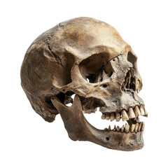 Realistic Human Skull on Transparent Background