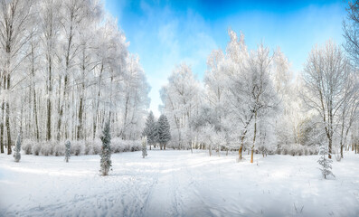 Obraz premium Majestic landscape with snow-covered trees in the city park.