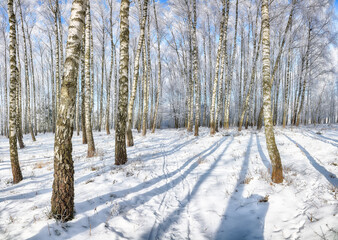 Fototapeta premium Incredible landscape with snow-covered birch trees in city park.