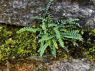 green moss and ferns on the rocks