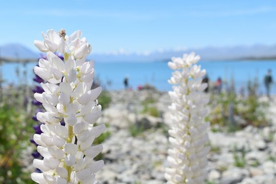 湖畔の花畑