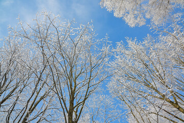 Majestic landscape with snow-covered trees in city park.