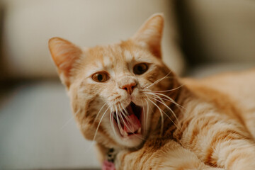 orange tabby cat yawning on a couch during the day that looks like he is surprised or scared 