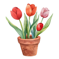 A watercolor clipart of springtime tulips in a flowerpot, isolated on a white background. Springtime tulips in a flowerpot vector.
