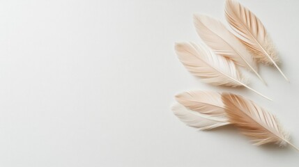 Naklejka premium A delicate handful of eiderdown feathers rests gently on a light surface showcasing their soft textures and subtle colors. The elegant arrangement emphasizes minimalism and tranquility