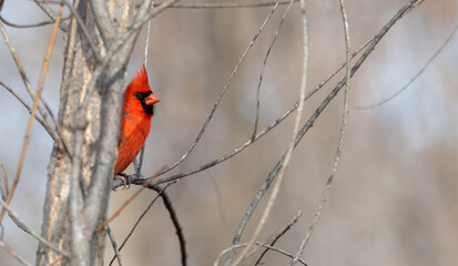 Male northern cardinal perched in a tree.