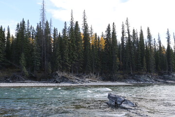 the creekin the forest