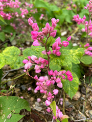 Fototapeta premium Antigonon leptopus or Mexican creeper or Bee bush or Corol vine or San Miguelito vine or Chain of love flowers.
