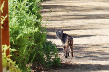 A little lynx on a path turns its head and looks at the camera