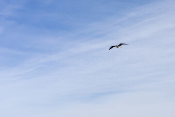 Lone bird soaring in a clear blue sky - freedom and serenity in nature