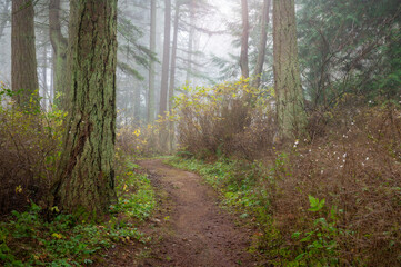Obraz premium Enchanting fir forest enveloped by a morning fog on an island in the Pacific Northwest. Autumn mornings quite often treat people with a mysterious shroud of foggy sunlight and visual wonder.