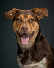 Australian Cattle Dog Mix