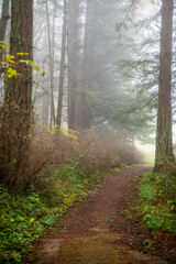Fototapeta premium Enchanting fir forest enveloped by a morning fog on an island in the Pacific Northwest. Autumn mornings quite often treat people with a mysterious shroud of foggy sunlight and visual wonder.