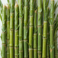 Fototapeta premium Sugarcane on white background - fruit generation -