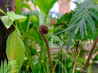 Close-up of cute tree fern (Cyatheaceae) growing