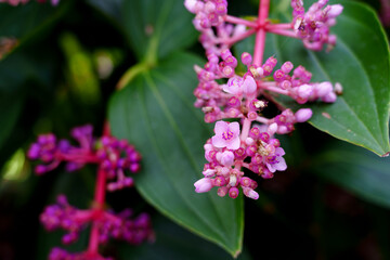 Close-up of a cute pink flower (Medinilla speciosa) in bloom