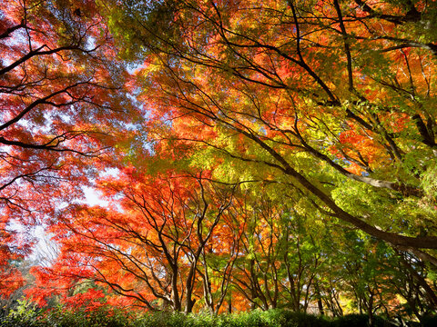 水元公園」の写真素材 | 2,388件の無料イラスト画像 | Adobe Stock 水元公園」の写真素材 | 2,388件の無料イラスト画像 | Adobe Stock