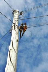 Comunicaci&oacute;n dos loros descansando en cables elevados en un poste de madera