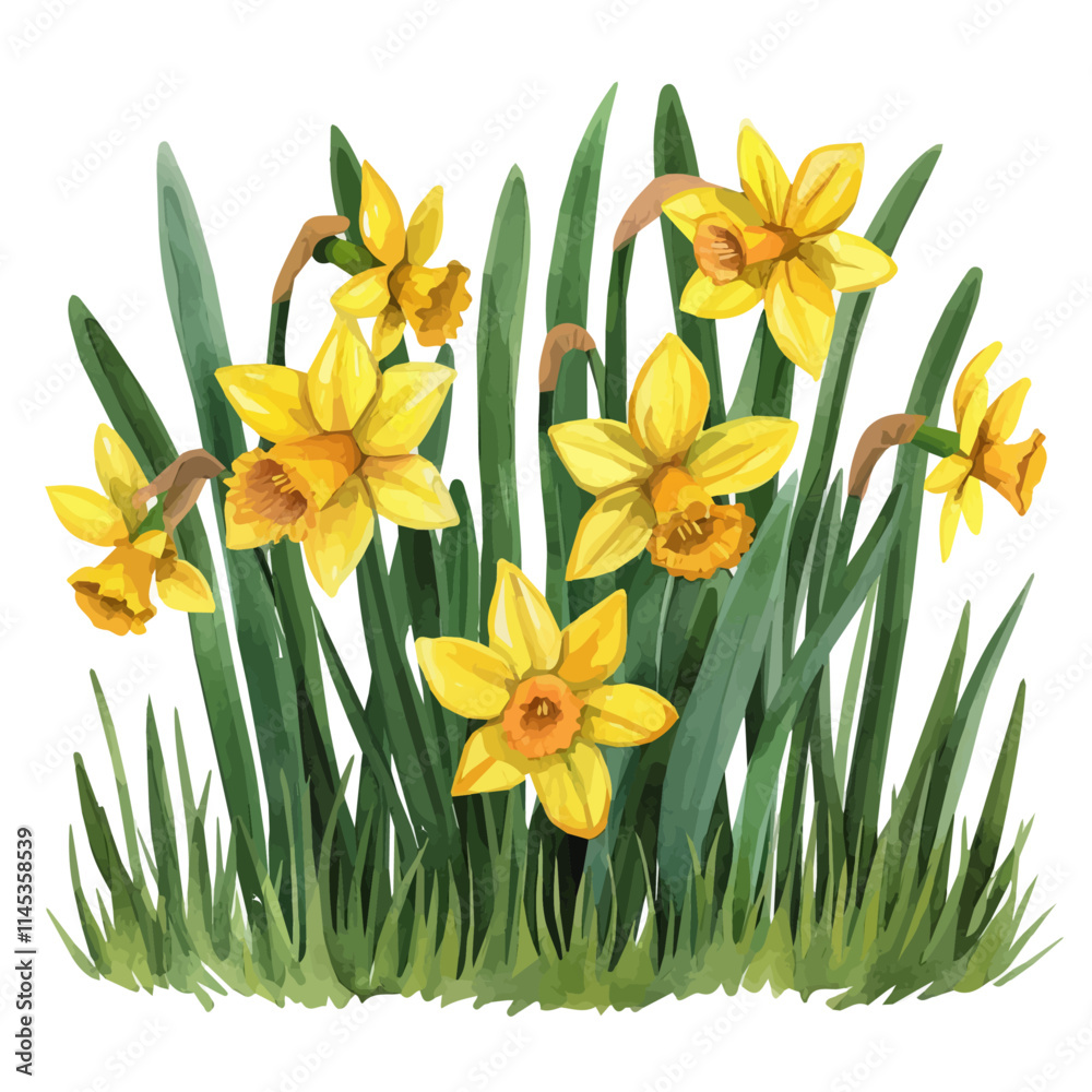 Canvas Prints A watercolor of yellow daffodils, isolated on a white background. Yellow daffodils vector.

