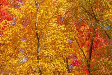 光を浴びて輝くカラフルな黄葉情景