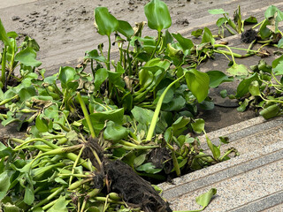 green water hyacinth on cement floor near river