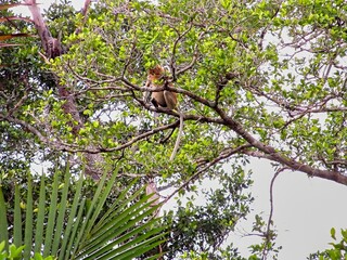 ボルネオ島22