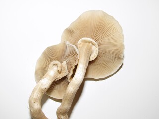 mushroom on white background 
