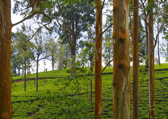 Colonial tea estates initiated by the British Empire, surrounded by stunning green mountains,...