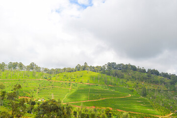 Fototapeta premium Colonial tea estates initiated by the British Empire, surrounded by stunning green mountains, natural waterfalls, and the paradise of Sri Lanka