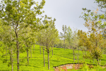 Fototapeta premium Colonial tea estates initiated by the British Empire, surrounded by stunning green mountains, natural waterfalls, and the paradise of Sri Lanka