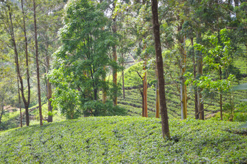 Colonial tea estates initiated by the British Empire, surrounded by stunning green mountains,...