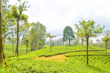 Colonial tea estates initiated by the British Empire, surrounded by stunning green mountains, natural waterfalls, and the paradise of Sri Lanka