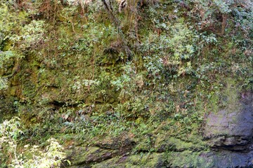Dense Forest Plants on a Wall - Lush Greenery in Nature
